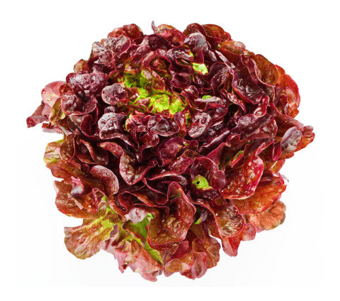 Irish red lettuce head