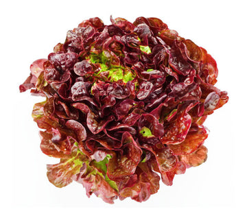 Irish red lettuce head