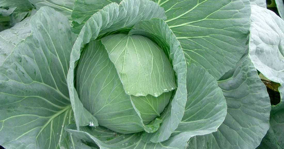Irish green summer cabbage head
