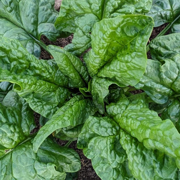 Irish spinach 500gr