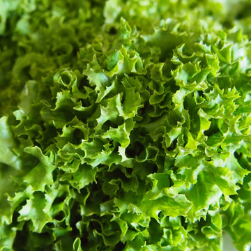 Irish green lettuce head