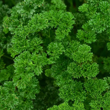 Irish parsley bunch