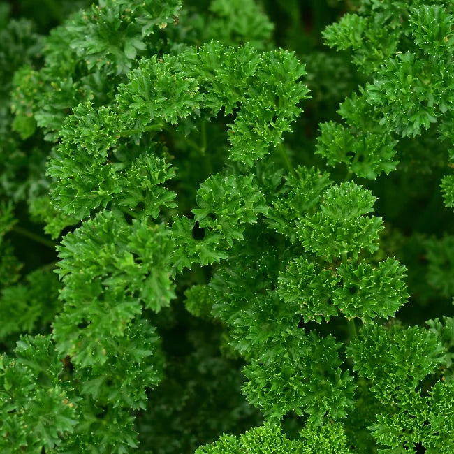 Irish parsley bunch