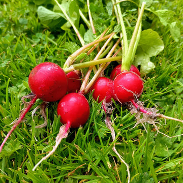 Irish radish bunch