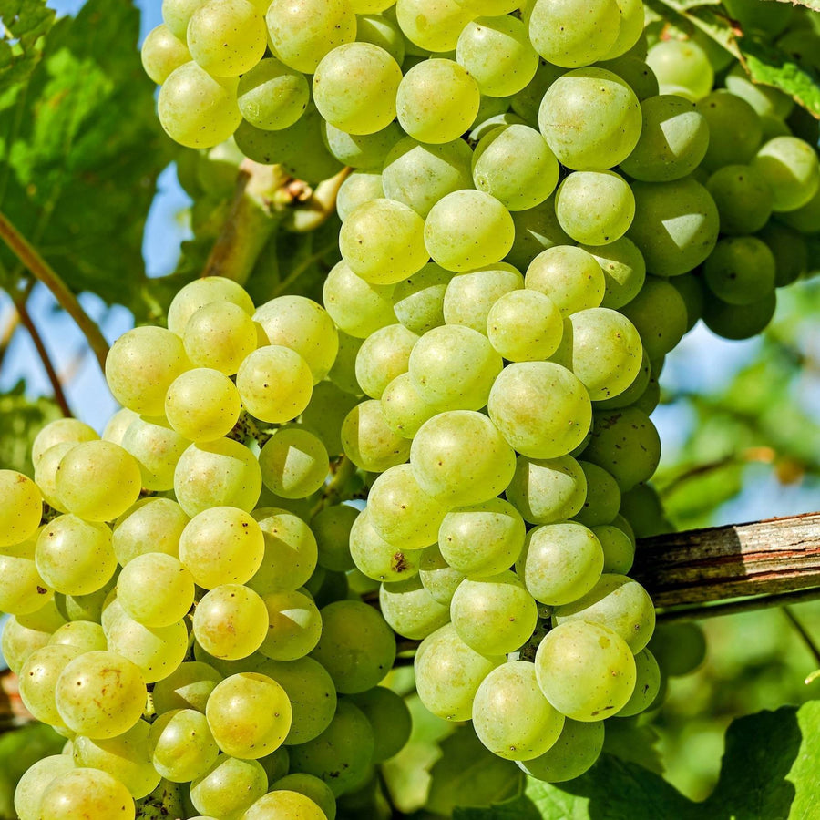 Uva bianca 500