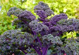 Irish purple kale 500gr